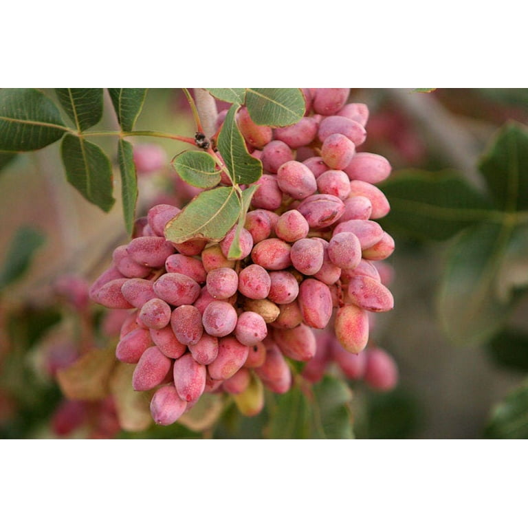 Seedville USA Pistachio Nut Tree Seeds, Pistacia Vera, Red