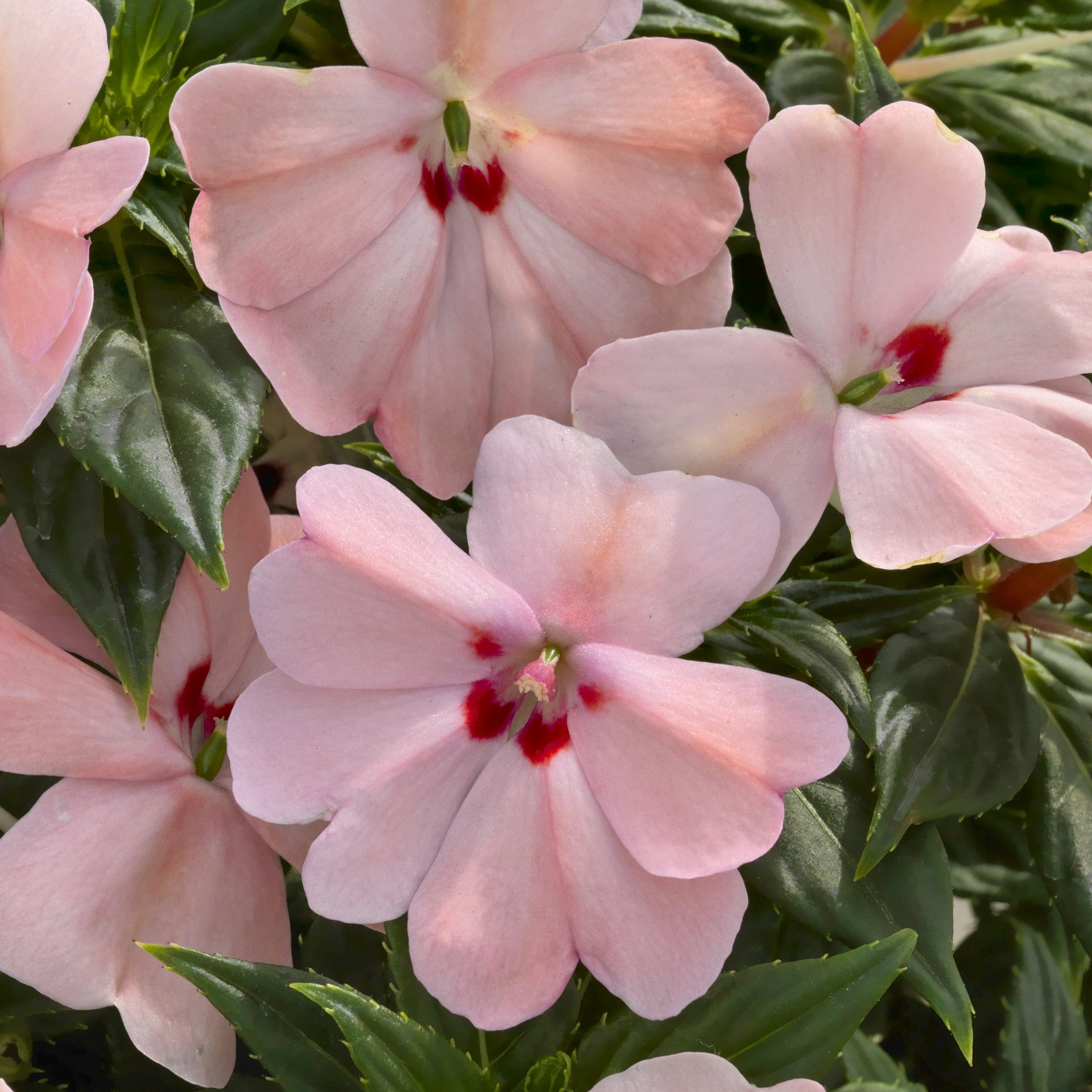 2.5 in. Sunpatiens Vigorous Pink Kiss Live Annual Plant with Pink Flowers (6-Pack)