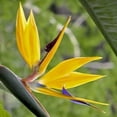 thumbnail image 5 of 2 Yellow Gold Bird of Paradise Plant Live from 6-11 Inch, Suitable for Outdoor Garden, 5 of 6