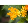 thumbnail image 3 of 10 *Seeds SILKY GOLD MILKWEED Butterfly Weed Asclepias Curassavica Monarch Flower Seeds, 3 of 10
