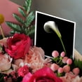 thumbnail image 3 of 3drose, White Calla Lily, 12 Greeting Cards with Envelopes, 3 of 7