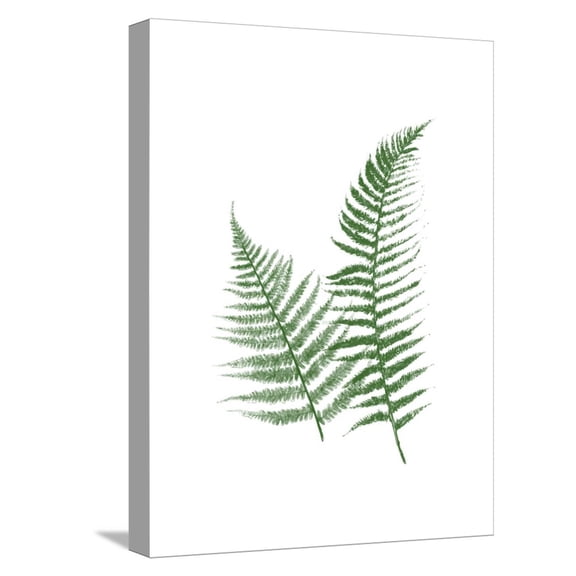 Art.com Green Ferns Stretched Canvas Print Wall Art by Jace Grey, 12" x 16"
