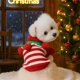 thumbnail image 1 of Adornos navideños, regalos navideños, ropa para perros, otoño e invierno, ropa para gatos, ropa para gatos y cachorros, decoración navideña, ropa de poliéster para mascotas., 1 of 6