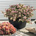 thumbnail image 2 of Succulent Planters Resin Plastic Crafts Personality Decorations Flower Pot Style Decorative Plants Container Office Yards Black, 2 of 8
