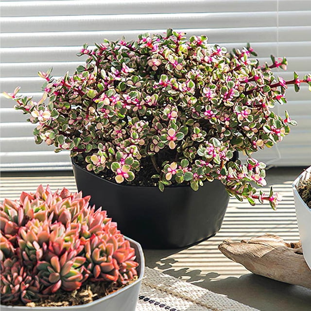 Succulent Planters Resin Plastic Crafts Decorations Personality Handicraft Personality Decorations Flower Pot Style Decorative Plants Container Office Yards Black