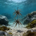 thumbnail image 5 of BotaniNest 2Pcs Simulation Urchins Swimming Slow Floating Soft Urchins Soft (6 Styles), 5 of 5