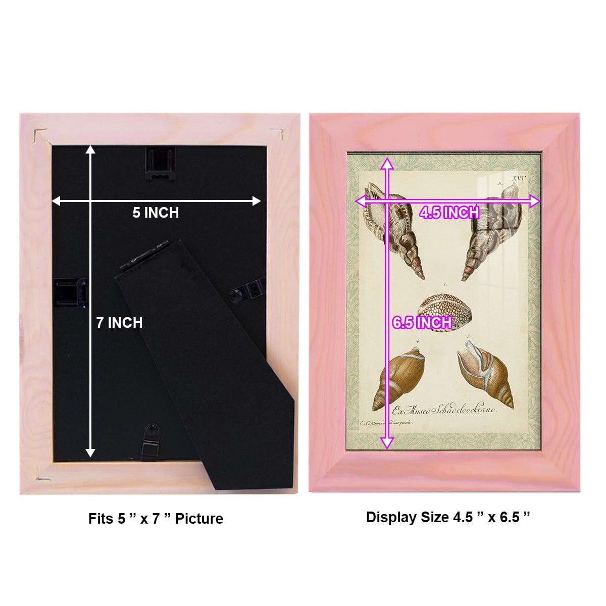Bookplate Shells VIII - Framed Print w/glass - Sunset Pink