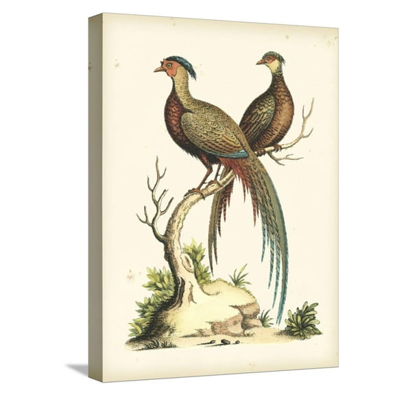 Art.com Regal Pheasants II Stretched Canvas Print Wall Art by George Edwards, 12" x 16"