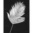 thumbnail image 3 of Rhue, Piper 20x24 Black Modern Framed Museum Art Print Titled - Nature by the Lake Ferns III Black Crop, 3 of 5