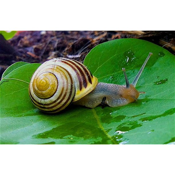 Garden Snail Garden BÃƒÆ'Ã‚Â¤nderschnecke Shell Snail-20 ...