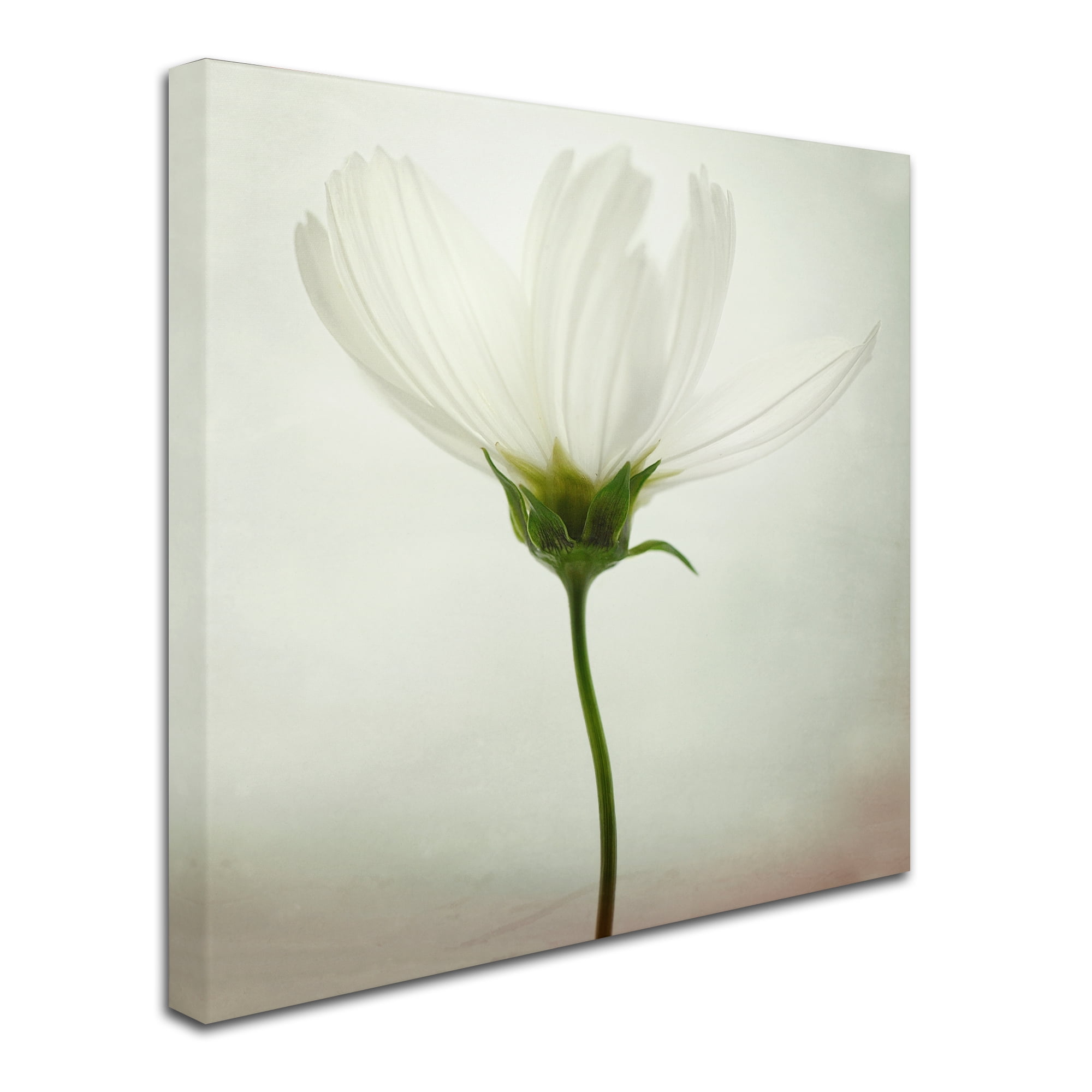 Trademark Fine Art 'White Cosmos' Canvas Art by Lotte Gronkjar