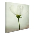 thumbnail image 2 of Trademark Fine Art 'White Cosmos' Canvas Art by Lotte Gronkjar, 2 of 3