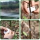 thumbnail image 3 of Cinta de injerto para injerto de árboles jóvenes, 4 piezas, 3 of 5