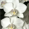 Phalaenopsis Orchid (White) Hawaiian Starter Plant - Approx. 4 - 8 Inches