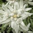 thumbnail image 2 of Outsidepride 10000 Edelweiss Plant Seeds, Drought Tolerant Ground Cover Plant, 2 of 5