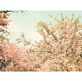 thumbnail image 2 of Telik, Tracey 14x12 White Modern Wood Framed Museum Art Print Titled - Cream Apple Blossoms, 2 of 4