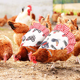 thumbnail image 5 of Sillas de montar para gallinas, delantal protector de pollo para ala trasera de aves de corral, 5 of 5
