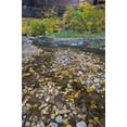 thumbnail image 2 of Rotenberg, Nancy 13x18 White Modern Wood Framed Museum Art Print Titled - USA, Utah, Zion NP Fallen Leaves in The Narrows, 2 of 4