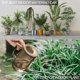 thumbnail image 5 of Regadera para plantas de interior con pico largo de acero inoxidable (desmontable) Pequeña regadera de plástico arcoíris de 1 l/34 oz para suculentas, plantas de aire, plantas de interior,, 5 of 8