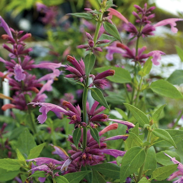 Rosie Posie Hummingbird Mint Agastache Anise Hyssop Hardy