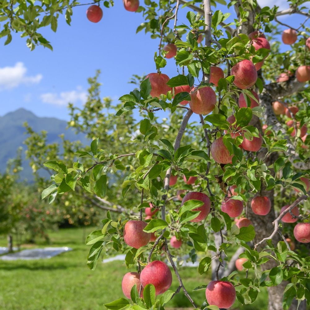Expert Gardener 2-3 ft. tall Aomori Apple Live Tree in 5-Gallon Grower Pot