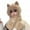 Khaki, variant on Unisex Winter Hat Solid Color Headwear Women Winter Hat Scarf Thick Fleece Warm Cartoon Fox Ear Decor Windproof Full Protection Outdoor Travel Weather White