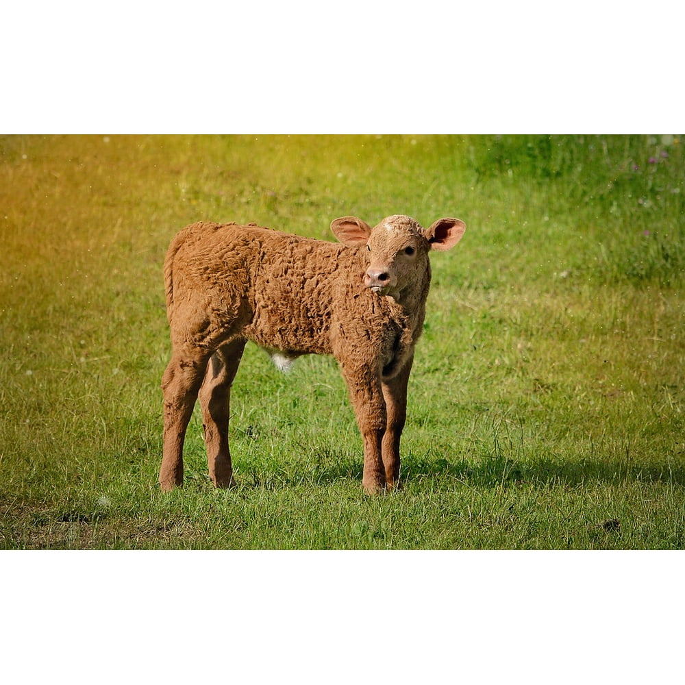 18 inch calf
