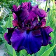(5-Pack) 20 Heirloom Iris Seeds Fragrant Flower Plant (much less money than bulbs).