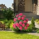 thumbnail image 5 of Begonia Decorativa Para Suelo, Flor Artificial De Seda, Estaca Para Jardín Exterior, Adorno Para Césped, Decoración Para Patio O Jardín, Mejora Del Paisaje Con Bajo Mantenimiento, 51 Cm De Longitud, 5 of 8