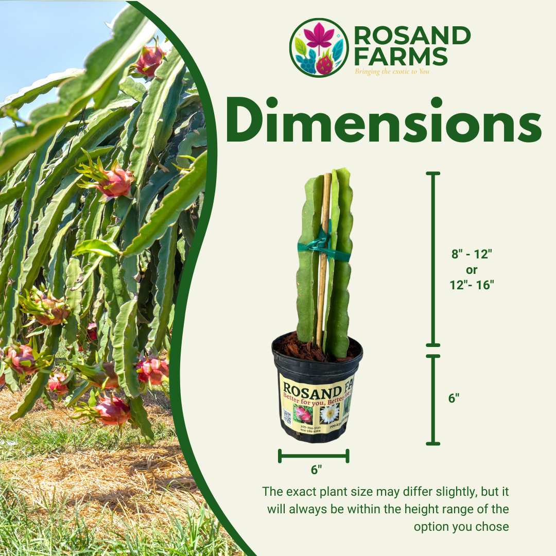 Rosand Farms - White Dragon Fruit Live Potted Plant | 8” to 12” Long |Self-Fertile | White Flesh Pitahaya or Hylocereus Undatus