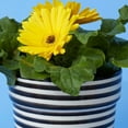 thumbnail image 4 of Black Striped Ceramic Planter Set, 4 of 4