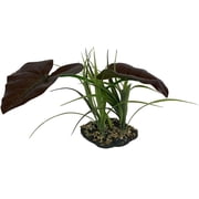 Komodo Rainforest Canopy Terrarium Plant