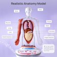 thumbnail image 2 of Modelo de anatomía: la ciencia puede hablar con el cuerpo humano, 28 cm, niños mayores de 6 años, 2 of 7