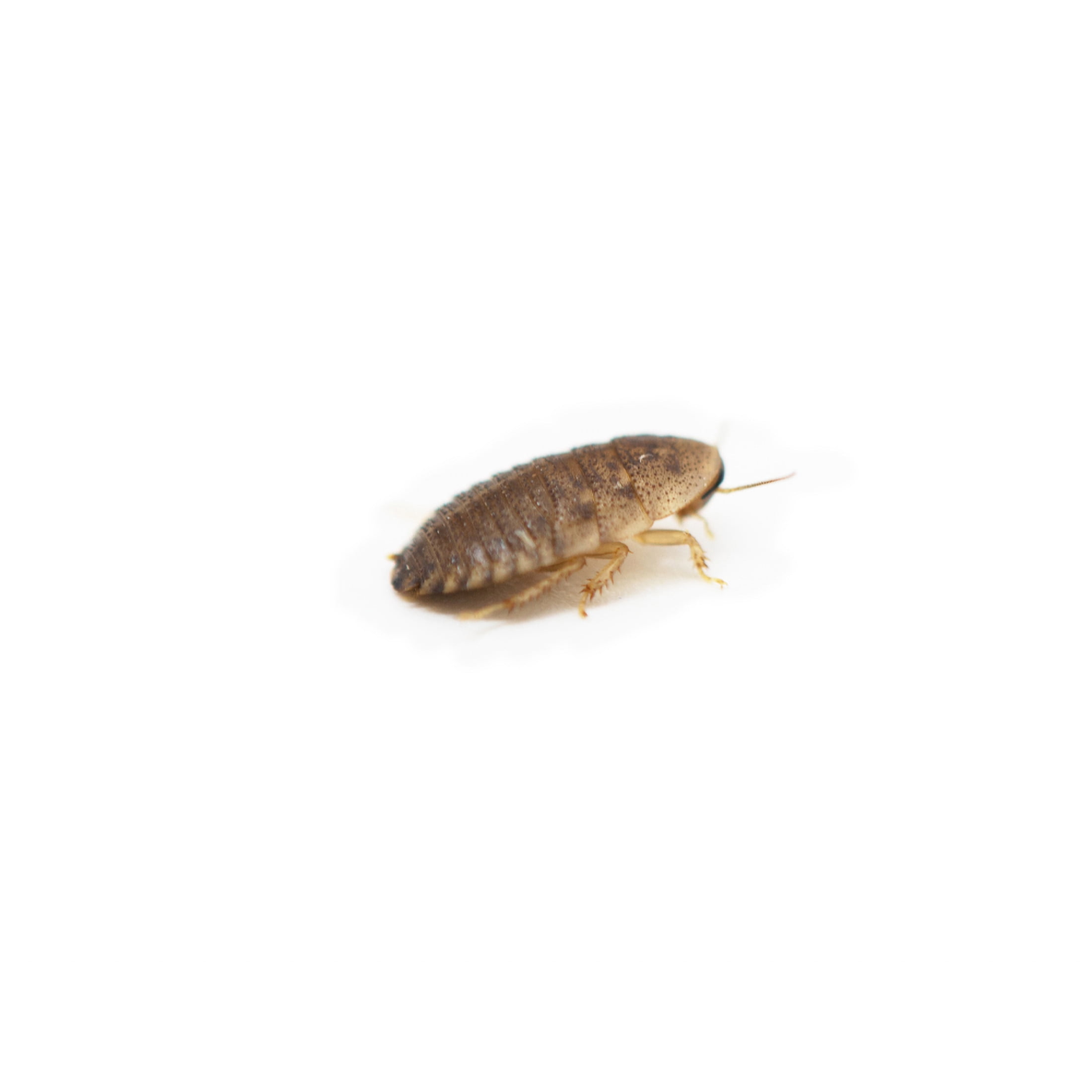 ReptiCulture Small Dubia 100 ct