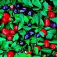 thumbnail image 3 of Capsicum Seeds - Ornamental Pepper Filius Blue Flower Seed - 2000 Seeds, 3 of 4