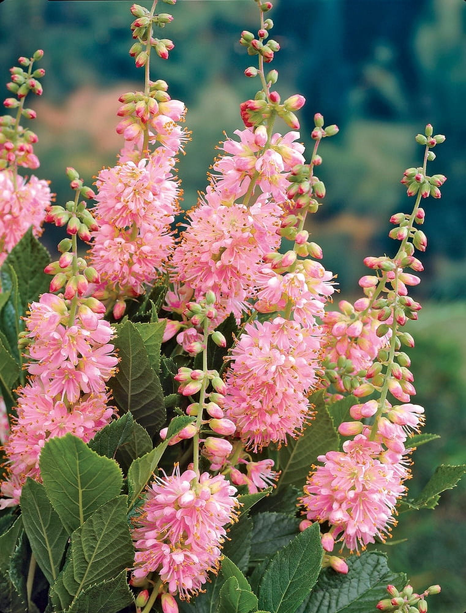 Direct Gardening Ruby Spice Summersweet