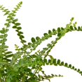 thumbnail image 2 of Fern 'Lemon Button', 2 of 6
