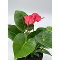 thumbnail image 3 of Anthurium Pink, Flamingo Lily, andraeanum Linden, Painter's Palette in 4 inch Pot, Very Full Healthy, 3 of 9