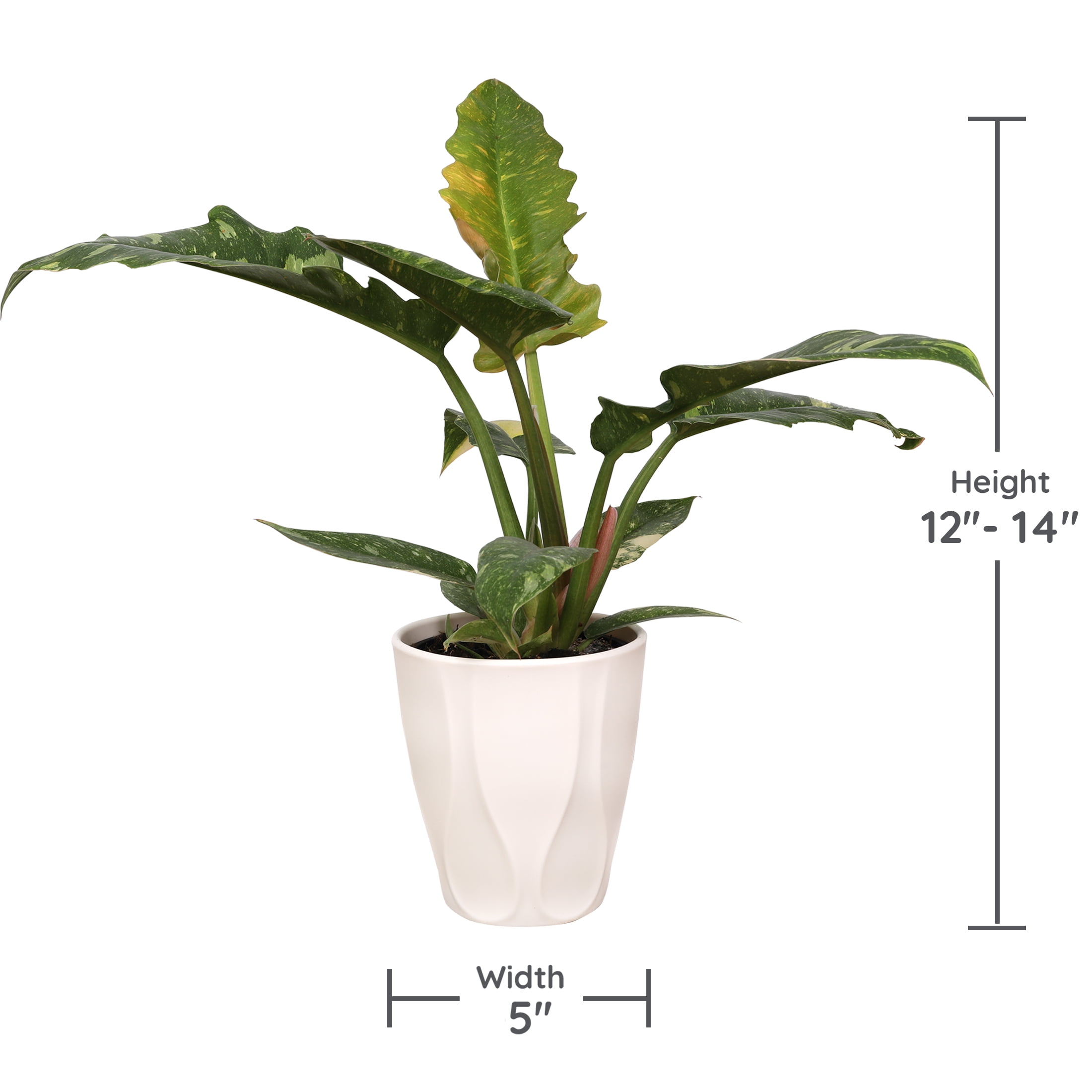 Wild Interiors Live Indoor Fancy Philodendron Assorted in 5" Decorative Fiber Clay Pot