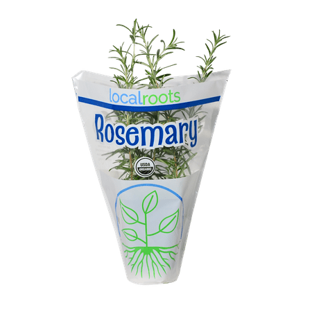 Organic Potted Rosemary