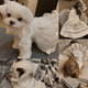 thumbnail image 5 of Vestido de perro mascota boda princesa encaje cachorro cumpleaños fiesta disfraz Formal niña perro gato MFZFUKR CPB-DE-LYY2018-5, 5 of 5