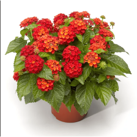 Lantana Red Live Starter Plant for Planting, Perennial Flowering Lantana Well Rooted, Outdoor Growing, 4 to 6 Inch Tall, Ship No Pot