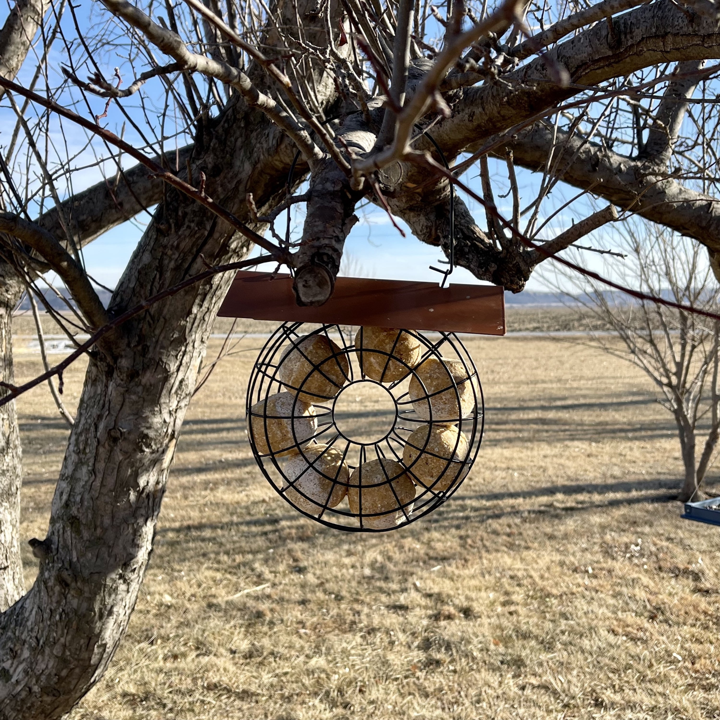 Songbird Essentials Suet Feeder for Suet Balls Metal Hanging Bird Feeder, 6 Suet Ball Capacity Copper
