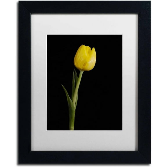 Trademark Fine Art 'Yellow Tulip Black Background 5' Canvas Art by PIPA Fine Art, White Matte, Black Frame