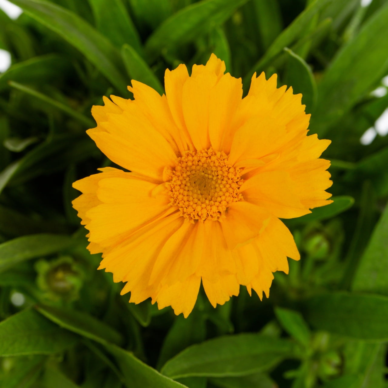 Expert Gardener 2QT Yellow Coreopsis Live Perennial Plant Sun 3 -Pack