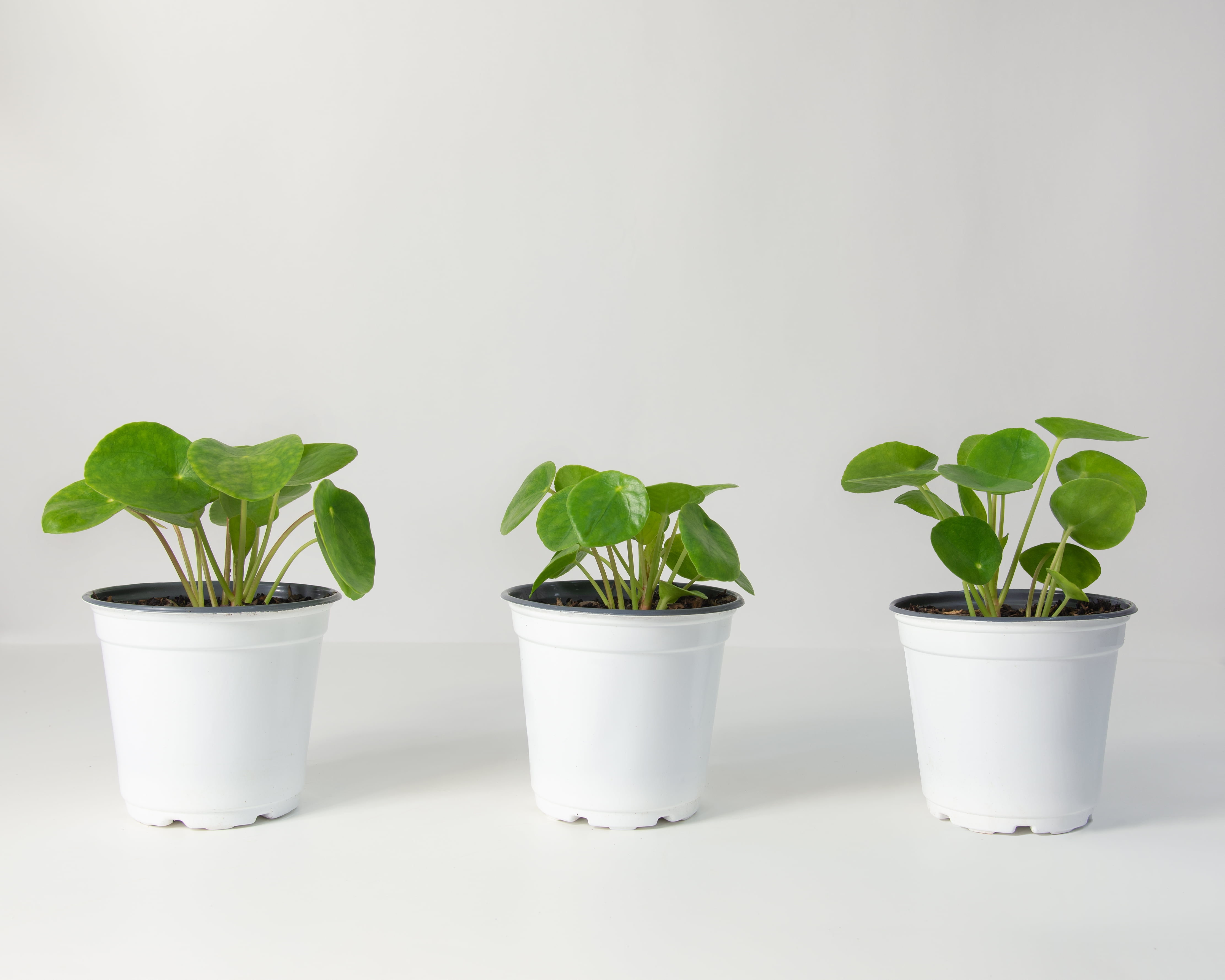 4 In Pilea Pepermoides - 3 Piece