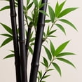 thumbnail image 5 of 300+ Black Bamboo Seeds for Planting - Exotic and Fast Growing Windbreak or Privacy Screen, 5 of 7
