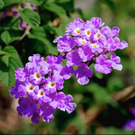 Set 2 Live Purple Lantana Plants, 4 to 8 Inch Tall, Trailing Perennials for Garden Borders, Ground Cover Lantana Plants for Planting
