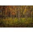 thumbnail image 3 of Taylor, Glenn 18x13 Black Modern Framed Museum Art Print Titled - Birch Woods 2, 3 of 5