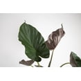 thumbnail image 2 of Island Blooms Live Outdoor Alocasia Plant in 1.5 Pint Pot – 15 inch Tall, Partial Shade, 2 of 4